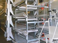 Solutions Complètes pour l'Élevage de Volailles : Équipement de Cage d'Élevage de Poulets de Chair Type H avec Système Automatique d'Évacuation du Fumier pour Ferme