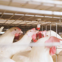 Nouvel équipement d'élevage avicole en acier galvanisé de type H, poulailler pour poulettes et jeunes poulets avec une longue durée de vie