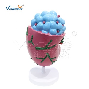 Modelo Anatómico Ampliado de Ganglio Linfático Humano con Visualización de la Estructura Interna - Product Image 6