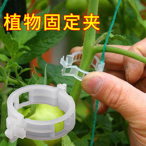 Plastic Plant Clips Transparent Crystal Clear For Vine <b>Support</b> Binding <b>Tomato</b> Cucumber Gardening Use - Product Image 2