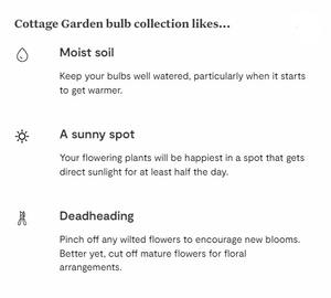 Cina Town Iris hollandica Carmen Allium roseum perché amiamo la collezione di bulbi da <span class=keywords><strong>giardino</strong></span> <span class=keywords><strong>giardino</strong></span> kit di fiori da <span class=keywords><strong>giardino</strong></span> - Product Image 4