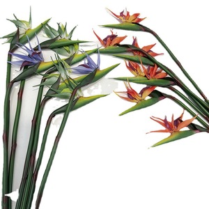 LO-1208 Vente en gros de <span class=keywords><strong>fleurs</strong></span> artificielles <span class=keywords><strong>Strelitzia</strong></span> (oignon d'Inde) à toucher réel de 85 cm pour la décoration des halls d'hôtel et des vitrines - Product Image 6