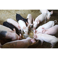 Mangeoire Ronde en Plastique pour Porcelets, Bac d'Alimentation pour Porcs, Abreuvoir pour Porcelets, Vente en Gros