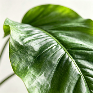Plante artificielle réaliste, résistante aux UV, en PVC souple, feuilles de <span class=keywords><strong>bananier</strong></span>, plusieurs hauteurs, pour hôtel, bureau, maison, aménagement intérieur - Product Image 3