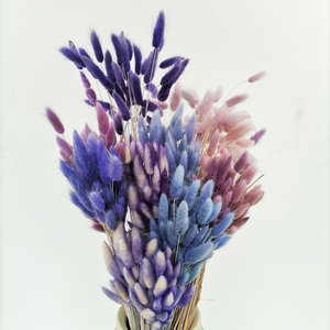 Fleur séchée naturelle <span class=keywords><strong>Lagurus</strong></span> Ovatus double couleur, nouvelle collection, pour l'été, de type Queue de Lapin, fabrication OEM - Product Image 2