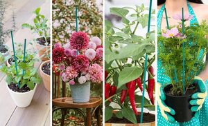 Bâtons <span class=keywords><strong>de</strong></span> support pour plantes <span class=keywords><strong>en</strong></span> <span class=keywords><strong>bois</strong></span>, <span class=keywords><strong>piquets</strong></span> pour orchidées, support robuste <span class=keywords><strong>en</strong></span> bambou vert, support pour plantes <span class=keywords><strong>en</strong></span> pot, support pour fleurs, bâtons pour fleurs - Product Image 6