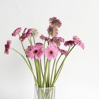 Dounan Hot Jual 50-60Cm Batang Panjang Potong Segar Bunga Gerbera Muda Kelopak Hitam Hati dari Lahan Pertanian untuk Florist Dekorasi