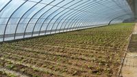 Serre tunnel de haute qualité, serre en plastique agricole personnalisée