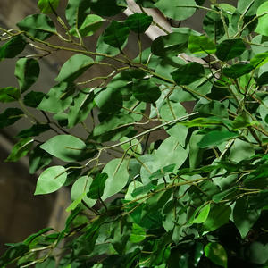 <span class=keywords><strong>Plantes</strong></span> de banian de jardinage populaires, arbres artificiels ficus <span class=keywords><strong>d</strong></span>'<span class=keywords><strong>intérieur</strong></span> <span class=keywords><strong>pour</strong></span> la <span class=keywords><strong>d</strong></span>écoration de magasins de meubles <span class=keywords><strong>d</strong></span>'<span class=keywords><strong>intérieur</strong></span> - Product Image 3