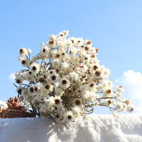 Fabrik-Bestseller Getrocknete Blumen Silbrige Getrocknete Kleine Chrysanthemen für Heim- und Hochzeitsdekoration Weiße Getrocknete Gänseblümchen