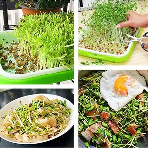 Extra Strength 4-Layer PP Nursery Trays Lids Healthy Wheatgrass <strong>Seeds</strong> Grower <strong>Storage</strong> for Home Office Garden <strong>Seed</strong> Planting - Product Image 6
