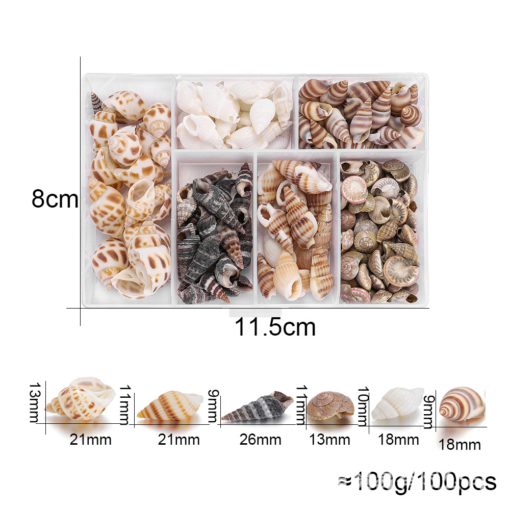 Mixed shells and conches