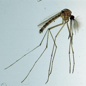 Juego de Portaobjetos Preparados para Microscopio, con Muestras de Parásitos, Garrapatas, Mosquitos y Gusanos, para Enseñanza Biológica y Observación en Laboratorio - Product Image 3