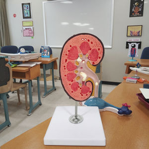 PVC anatomico pietra renale modello di anatomia per la scienza medica di educazione - Product Image 4