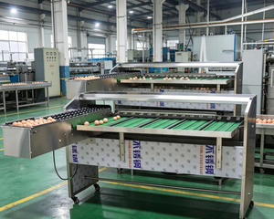 Trieuse pondérale industrielle automatique pour la classification et la candulage des œufs à vendre - Product Image 3