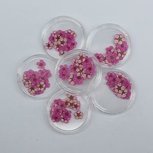 M043 20Pcs Mini Premuto Piccolo <span class=keywords><strong>Daffodil</strong></span> Fiori Sul Chiodo Secchi Premuto Daffy Fiori Per Arte Del Chiodo Della Resina di Pedicure del Manicure decor - Product Image 3