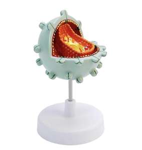 의학 과학 <span class=keywords><strong>HIV</strong></span> 세포 모델 구조 모델 확대 해부학 인간 세포 병리학 시연 모델 - Product Image 1