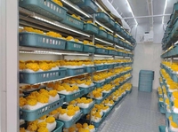 Conteneur de culture de champignons intelligent à climat contrôlé Plante hydroponique économique Agriculture Film plastique acier PE Salle de culture