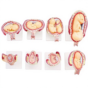 Modèle de <span class=keywords><strong>formation</strong></span> d'embryon humain pour la grossesse fœtale, le développement obstétrique, la gynécologie, l'anatomie de l'utérus pour la maternité et l'enfant - Product Image 2