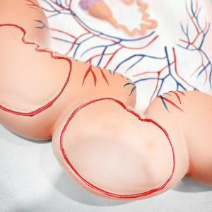Modèle d'utérus de porc, Vic Education, modèle pédagogique médical et biologique - Product Image 4