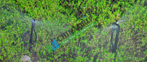 Microaspersor agrícola <span class=keywords><strong>para</strong></span> sistema de <span class=keywords><strong>riego</strong></span> por goteo, aspersor de boquilla de plástico a prueba de insectos <span class=keywords><strong>para</strong></span> granjas - Product Image 2