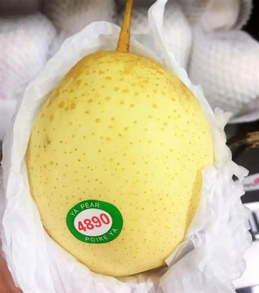 Pera fresca de China, producto en oferta, buena calidad, para la exportación