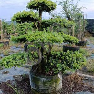 HOKBG Vente en gros extérieur ferme 45 50 60 200 gallons grand PP tissé plantes noires jardin sac de culture pour <span class=keywords><strong>espalier</strong></span>-Ulmus parvifolia - Product Image 6