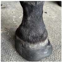 Bandage orthopédique durable en fibre de verre pour soins équins, instrument vétérinaire pour le traitement et la protection des problèmes de sabots de cheval
