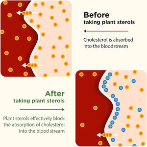 แคปซูลนิ่มคุณภาพสูงจากพืช ช่วยควบคุมคอเลสเตอรอล ปกป้องสุขภาพหัวใจและหลอดเลือด และบำรุงสุขภาพตับ - Product Image 3