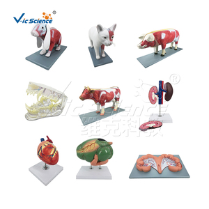 Modelo de Oído Canino de Doble Cara, Modelo Anatómico 3D, Modelo Médico Canino, Modelo de Enseñanza Humana - Product Image 3