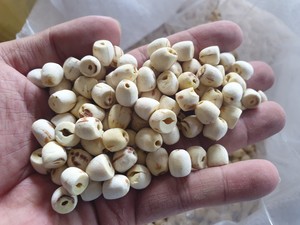 Semillas de loto secas de alto grado Semillas de loto blanco de Vietnam sin núcleo - Product Image 2