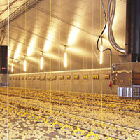 Système d'élevage de poulettes entièrement automatique de type A avec cages de couvaison à étages