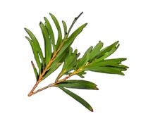 Bubuk Ekstrak Daun Melaleuca Alternifolia Kualitas Makanan Tinggi Kemurnian Tinggi Pasokan Besar Sepenuhnya Larut dalam Air