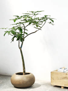 <span class=keywords><strong>Maceta</strong></span>/Jarrón de Magnesio Estilo Wabi-Sabi, Plano y Esférico, para Plantas Verdes <span class=keywords><strong>Nandina</strong></span>, Estilo Chino, para Sala de Estar, Salón de Té, Club - Product Image 3