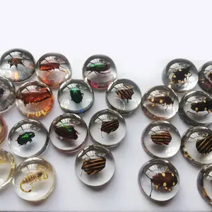 Espécimen de <span class=keywords><strong>insectos</strong></span> pequeños en resina, espécimen de <span class=keywords><strong>insectos</strong></span> real, colección biológica de pisapapeles transparente - Product Image 1
