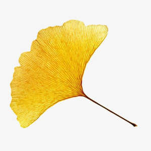 イチョウビロバリーフフラボノイド24% イチョウビロバリーフエキス10:1イチョウビロバリーフパウダー純粋な自然食品グレード - Product Image 3