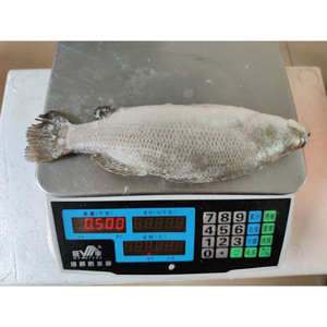 Poisson Barramundi Entier Congelé IQF en Carton pour Vente en Gros et Exportation de Fruits de Mer - Product Image 6