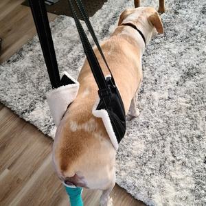 Yardım koşum desteği 20-60 Lbs köpek kalça ve arka bacak desteği araba merdiven ve yürüyüş için Sling köpek asansörler - Product Image 1