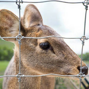 Clôture de fer de style haut de gamme, écologique, pour <span class=keywords><strong>la</strong></span> protection <span class=keywords><strong>des</strong></span> <span class=keywords><strong>animaux</strong></span> <span class=keywords><strong>en</strong></span> extérieur - Product Image 3