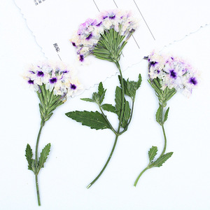 Fleurs de verbena séchées pressées naturelles avec tiges pour cadre photo, décoration murale, marque-page artisanal fait main - Product Image 3