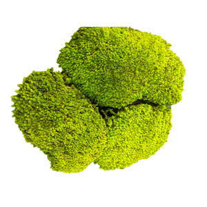 Naturel Réel Préservé Chignon Mousse Pôle Mousse Leucobryum Glaucum pour DIY Art Mousse Panneau - Product Image 3