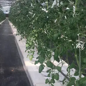 Estufas de vidro grandes para o crescimento das plantas de tomate Estufas agrícolas hidropônicas cor verde