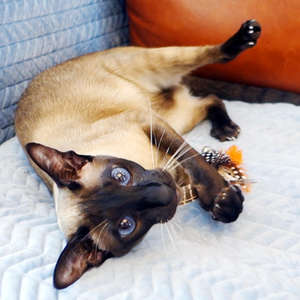 Juguete Interactivo para Gatos Shengfeng, Simulación de Pluma de Pájaro, Varilla Flexible de Acero Elástico Reemplazable con Campana - Product Image 6