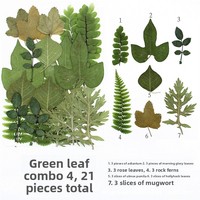Bunga Kering Asli Daun Bunga Kering untuk Pembuatan Perhiasan Resin Kerajinan Scrapbooking DIY Pembuatan Sabun Lilin Dekorasi Kuku
