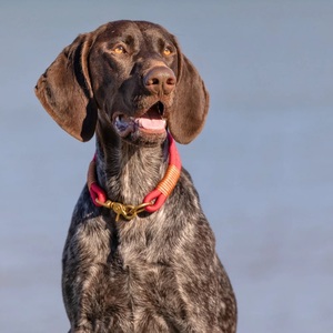 Collier pour chien en corde durable de luxe, style héritage britannique, avec détail en tweed écossais, fait main, pour chiens de petite, moyenne et grande taille - Product Image 6
