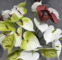 Fleurs artificielles en PU de haute qualité, imprimées en 3D, en forme de cœur, Anthurium, pour la décoration de mariage, de la maison et de la photographie
