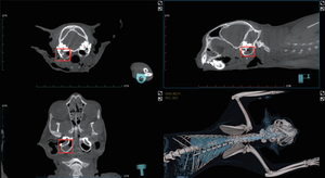 EUR VET Vetease 3 Tomografía Computarizada Veterinaria Multimodo DR Dinámico DR Dental Pano 600 Cortes 0.14mm 12s FOV 800mm Bore CT-AIR Baja Dosis para Veterinaria - Product Image 4