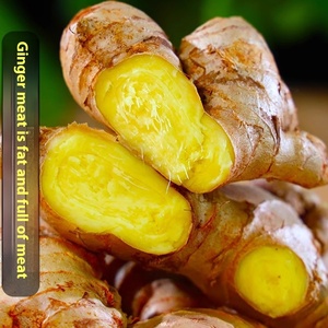 Hữu Cơ Voi Gừng Gốc Tươi Và Sạch Rửa Sạch G.A.P Chứng Nhận Khô Gừng Tại Giá Bán Buôn - Product Image 1