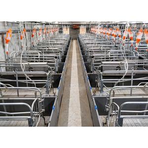 Enclos de mise bas de haute qualité, galvanisé à chaud, longue durée de vie, cage de mise bas pour élevage de porcs - Product Image 6