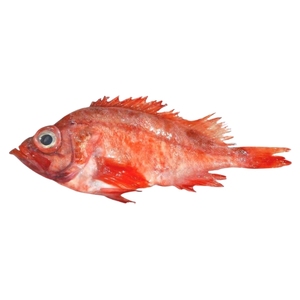 Gallineta nórdica congelada redonda entera capturada IQF Deep Sea Ocean Perch Premium Proveedor DE MARISCOS CONGELADOS Exportador al por mayor a granel - Product Image 1